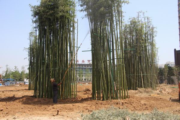 IMG_5504.JPG IMG_5504.JPG